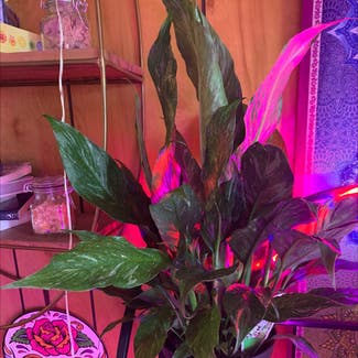 Peace Lily plant in Niantic, Illinois