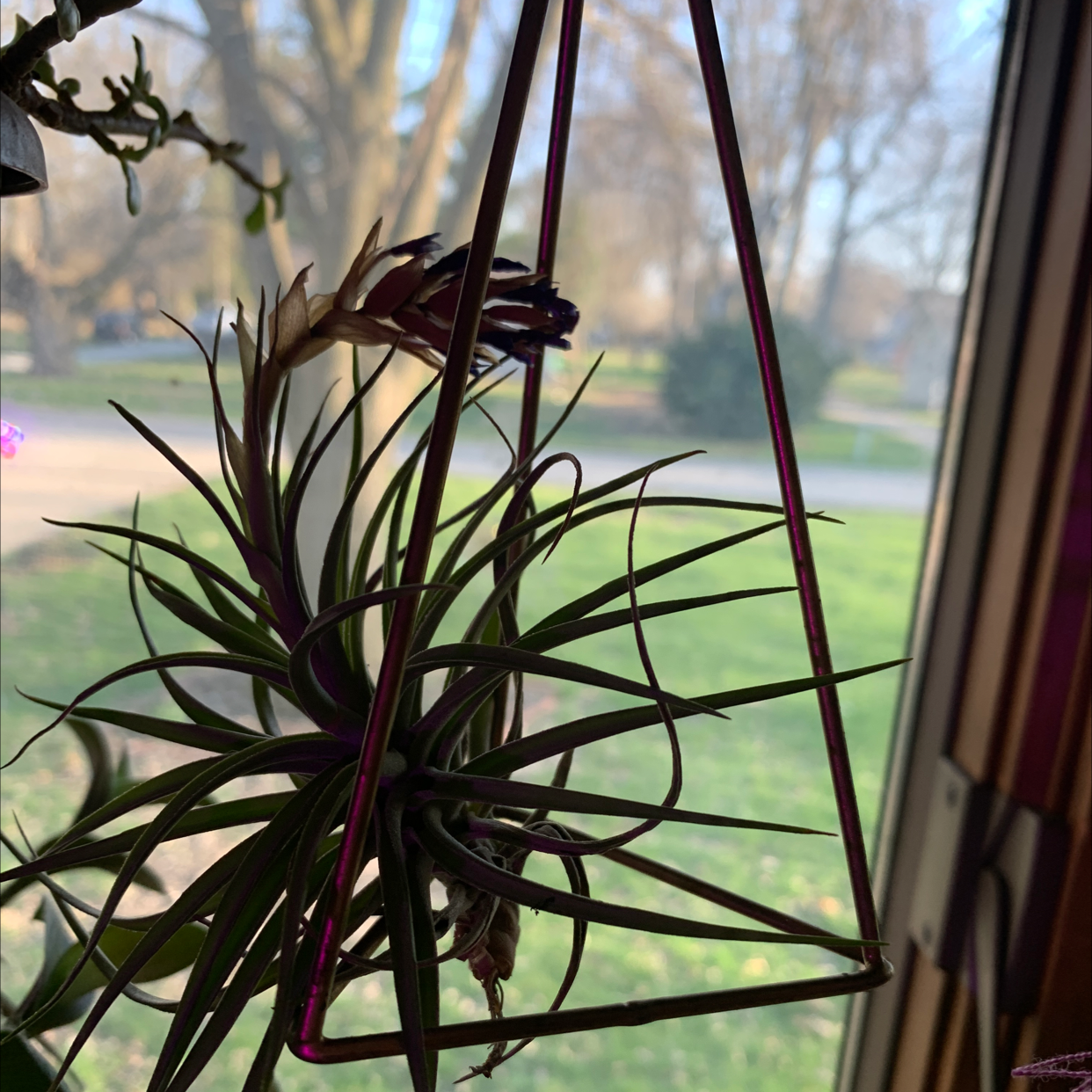 Pink Quill Plant (Tillandsia cyanea) hanging in a geometric metal frame, with a blurred background.