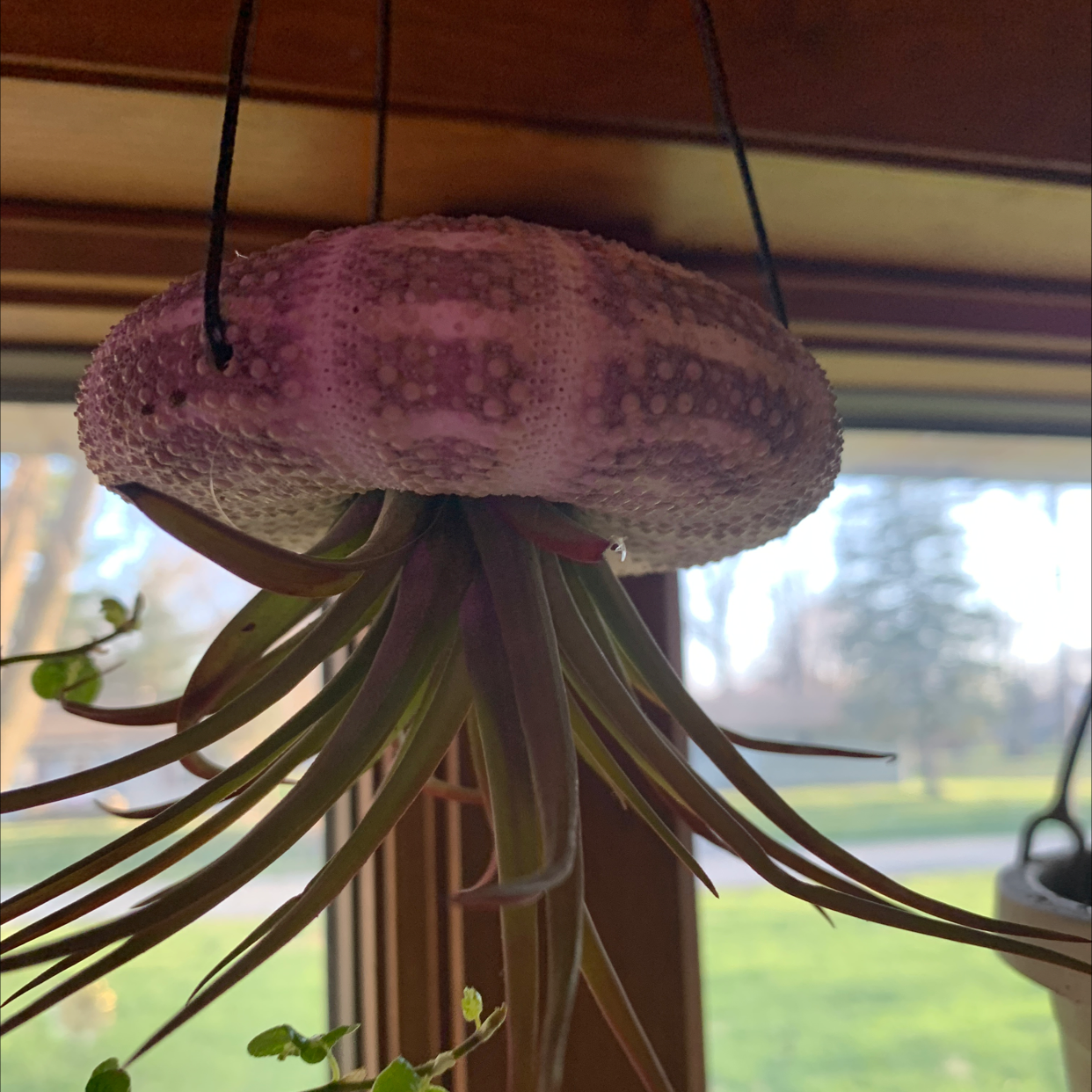 Bulbosa Air Plant hanging from a structure, appears healthy with no visible discoloration.
