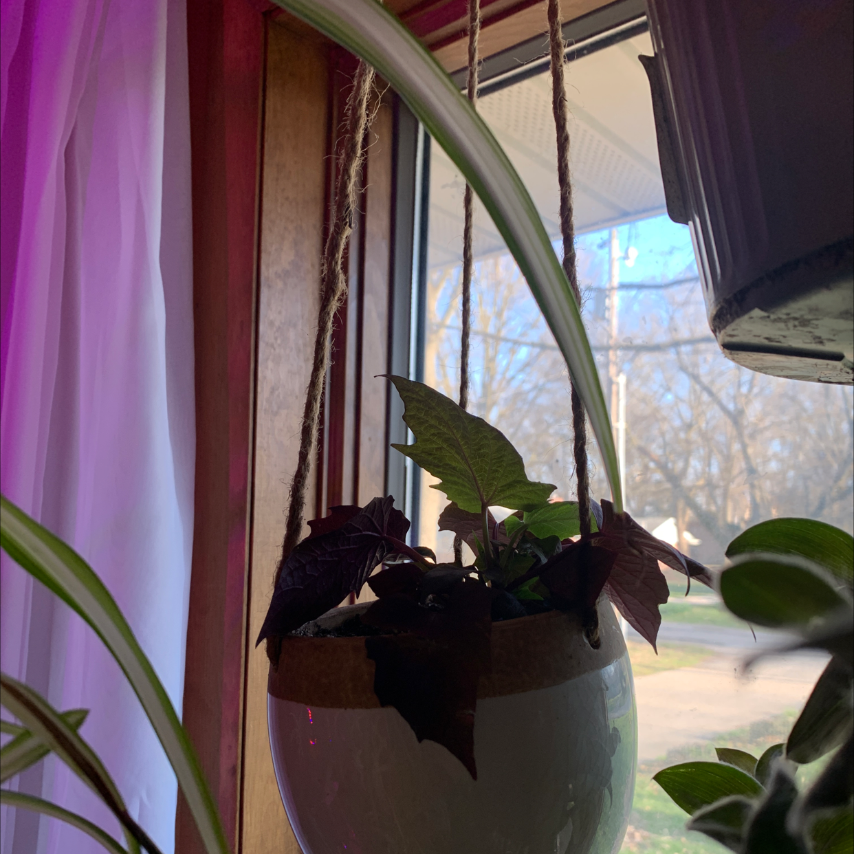 Healthy purple sweet potato vine in hanging planter by window, no visible issues