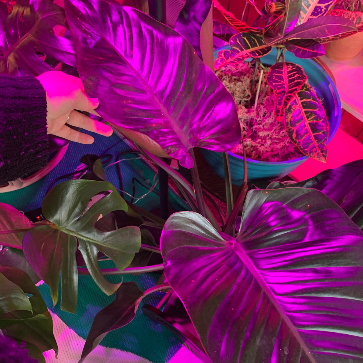Philodendron 'Red Congo' plant with large, glossy leaves under purple lighting, hand touching a leaf.
