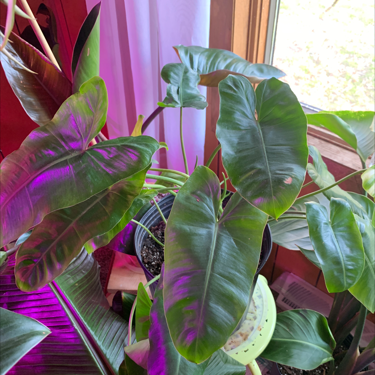 Philodendron billietiae plant with large green leaves near a window with purple lighting.