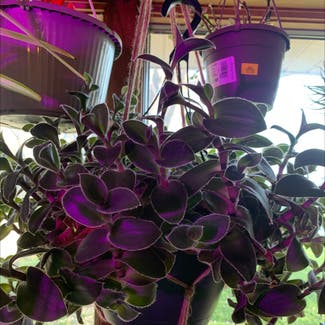 Purple Heart plant in Niantic, Illinois