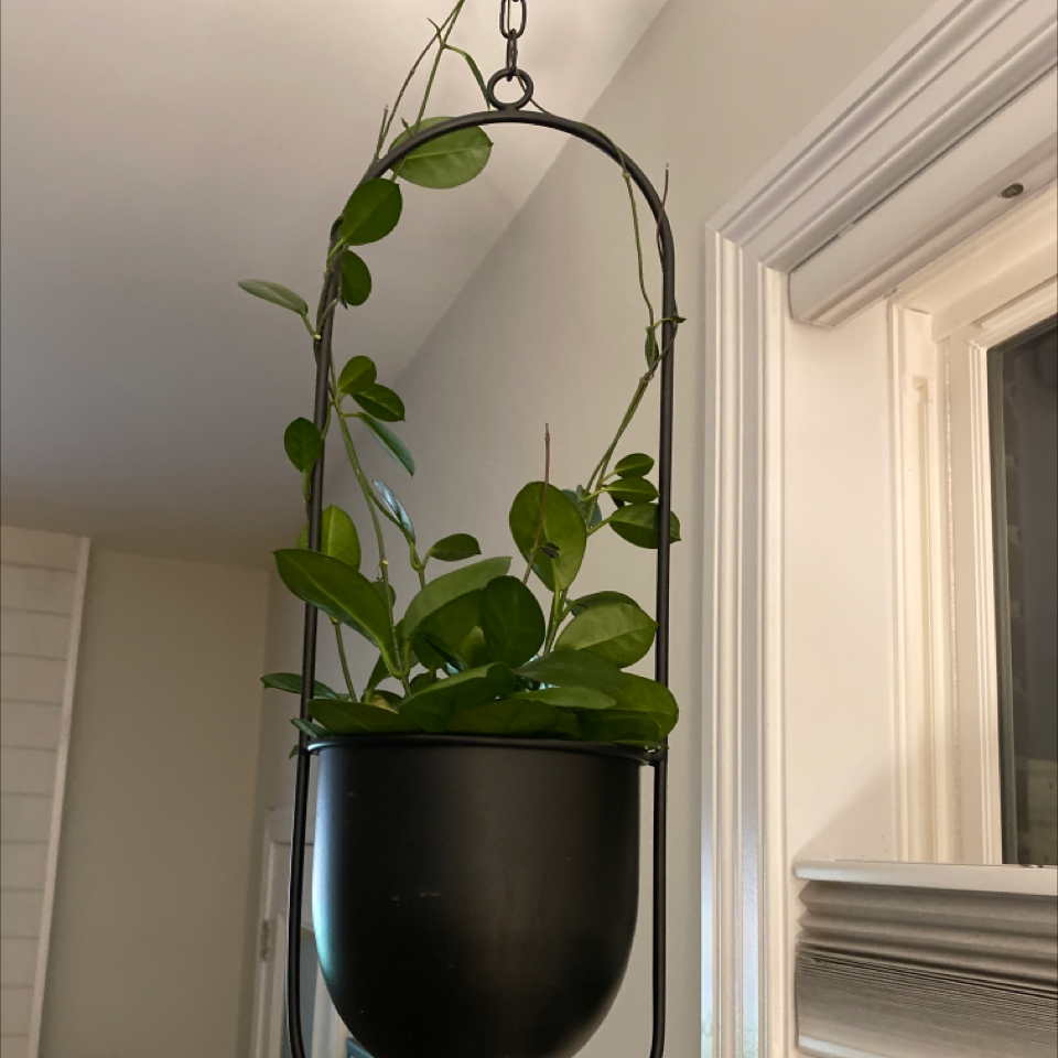 Chelsea Hoya plant in a hanging pot with vibrant green leaves.
