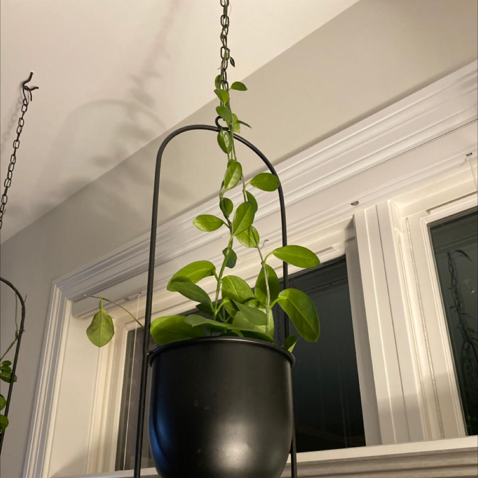 Chelsea Hoya plant in a hanging pot with vibrant green leaves, well-framed and centered.