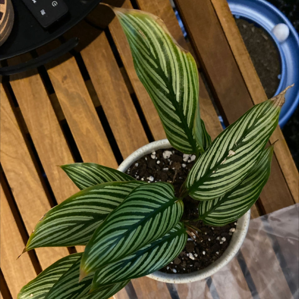 Calathea Vittata plant in a pot with distinctive white-striped leaves on a wooden surface.