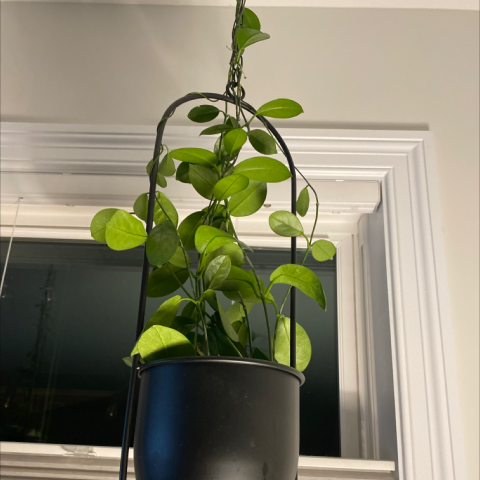 Healthy Chelsea Hoya plant in a hanging pot with green leaves.