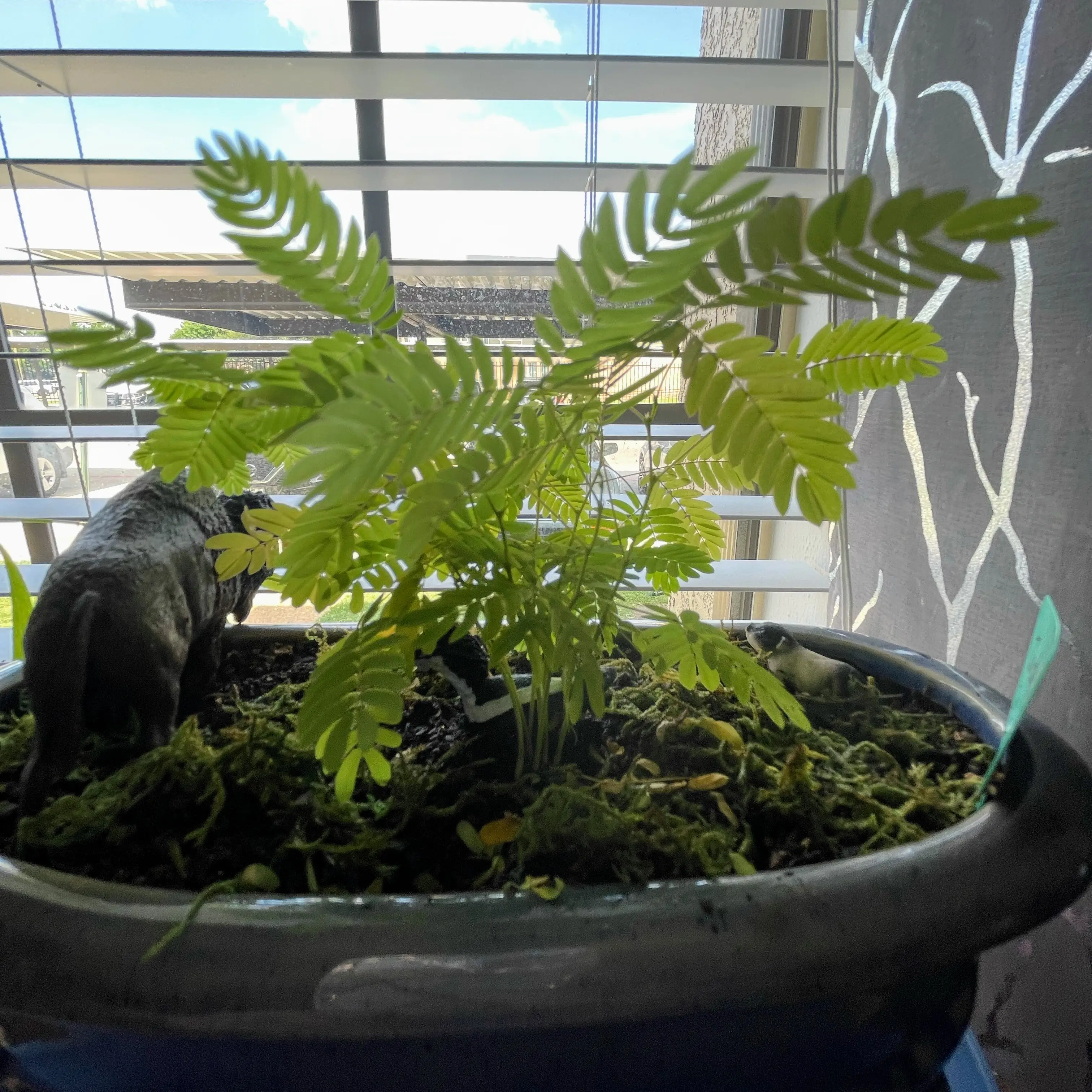 Brazilian Rain Tree in a pot near a window with vibrant green leaves.