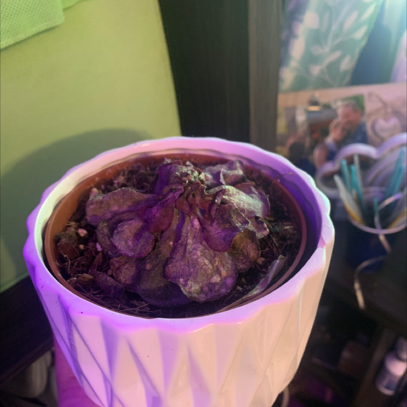 A damaged reddish-purple coleus plant in a pink pot, with a hand pointing out the unhealthy leaves that have brown and black spots.