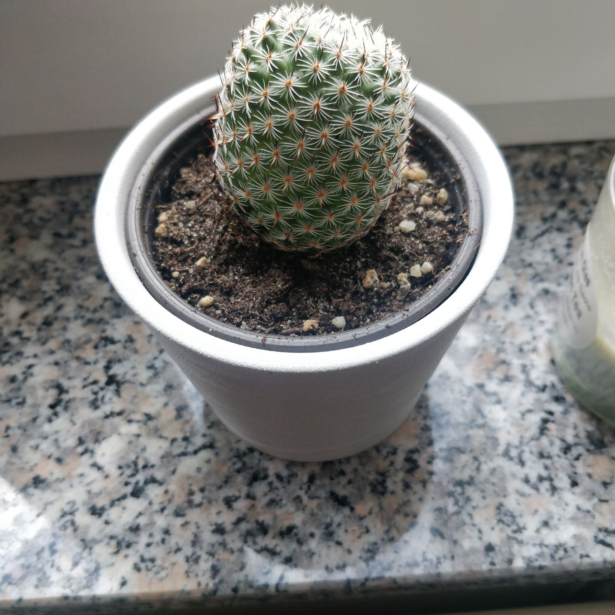 Comb Hedgehog Cactus in a white pot on a granite surface.