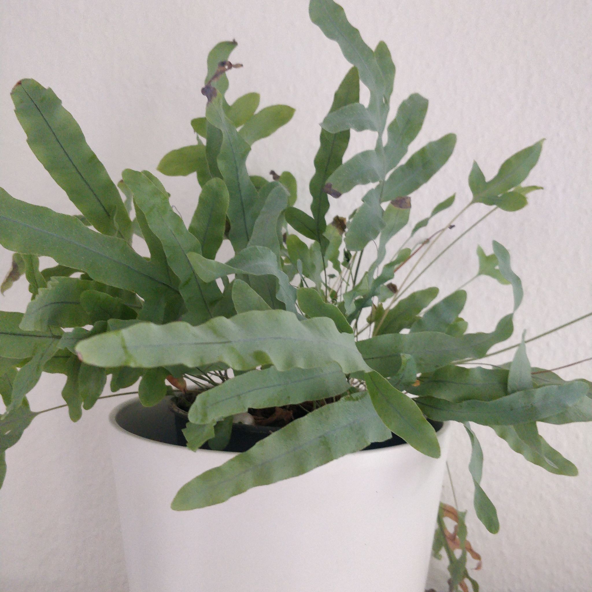 Photo of the plant species Blue Star Fern by @WinAjwain named Aristotle on Greg, the plant care app