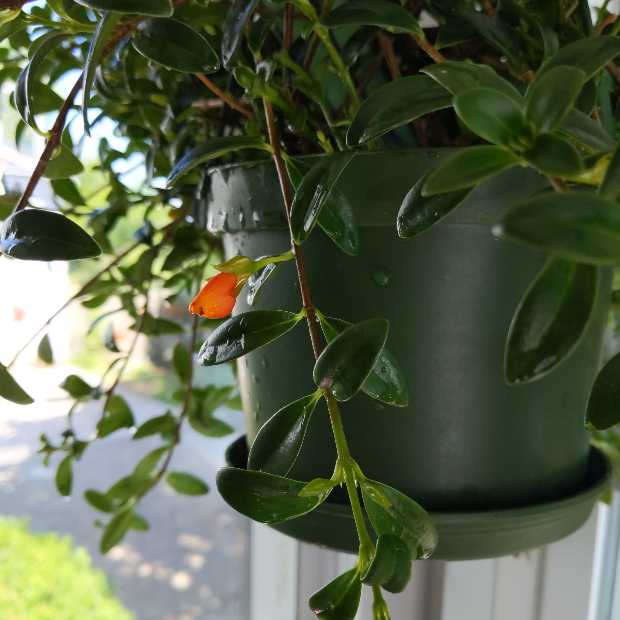 Photo of the plant species Goldfish Plant by @SelflessPhlox named Goldie on Greg, the plant care app