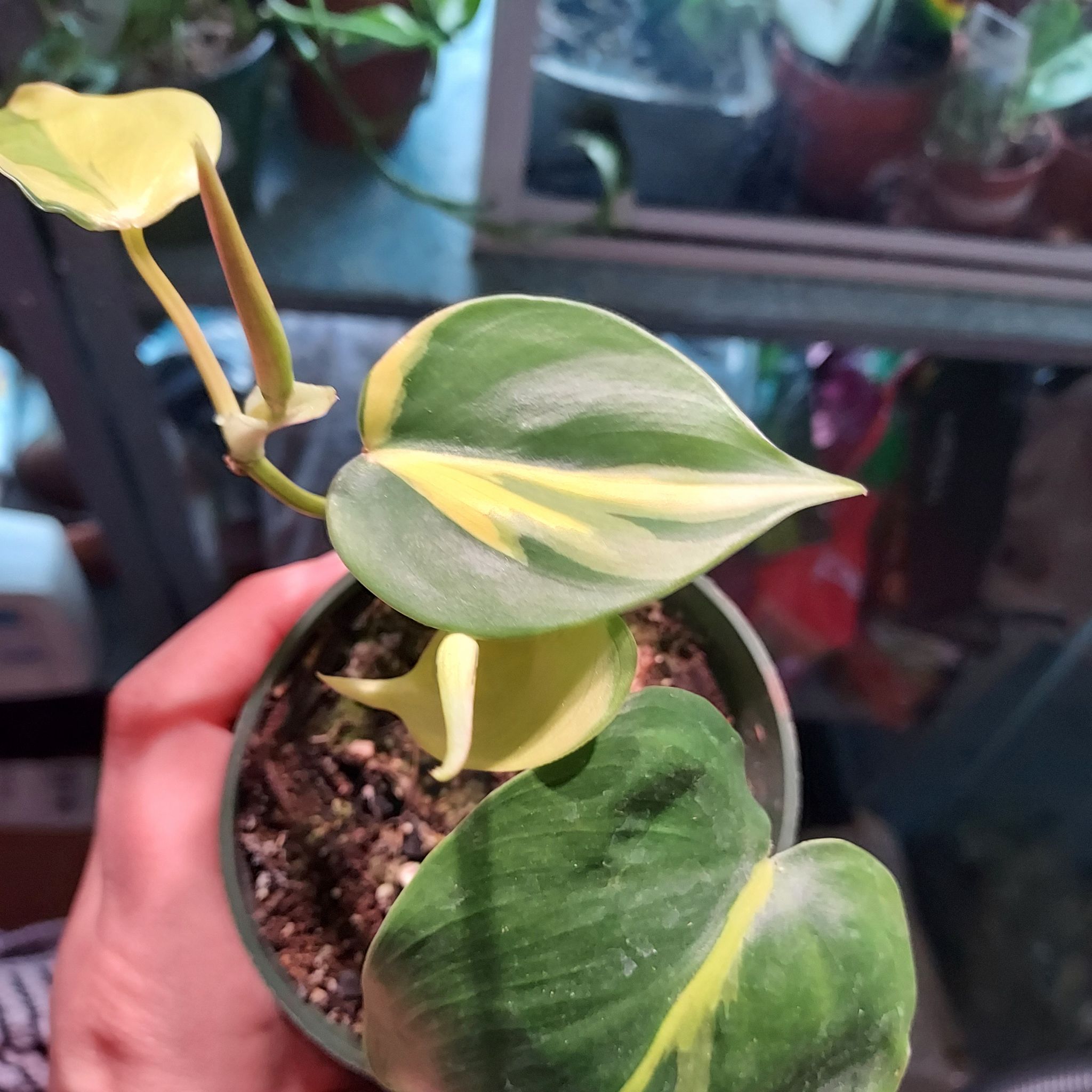 Brazil Philodendron plant with variegated leaves in a pot, held by a hand.