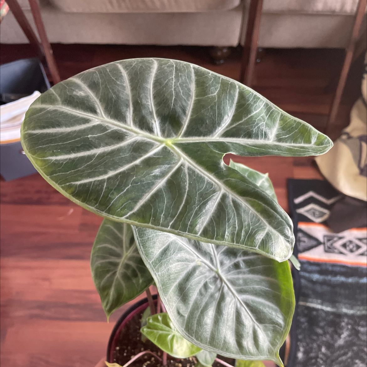 Healthy Alocasia Pink Dragon plant with glossy leaves in a pot.