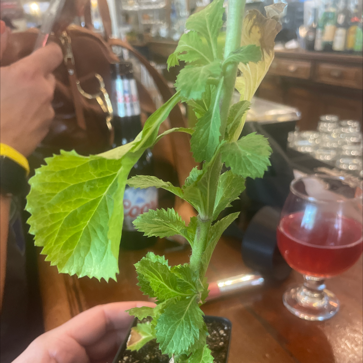 Common Sowthistle plant with visible yellowing leaves, held by a hand in a small pot.