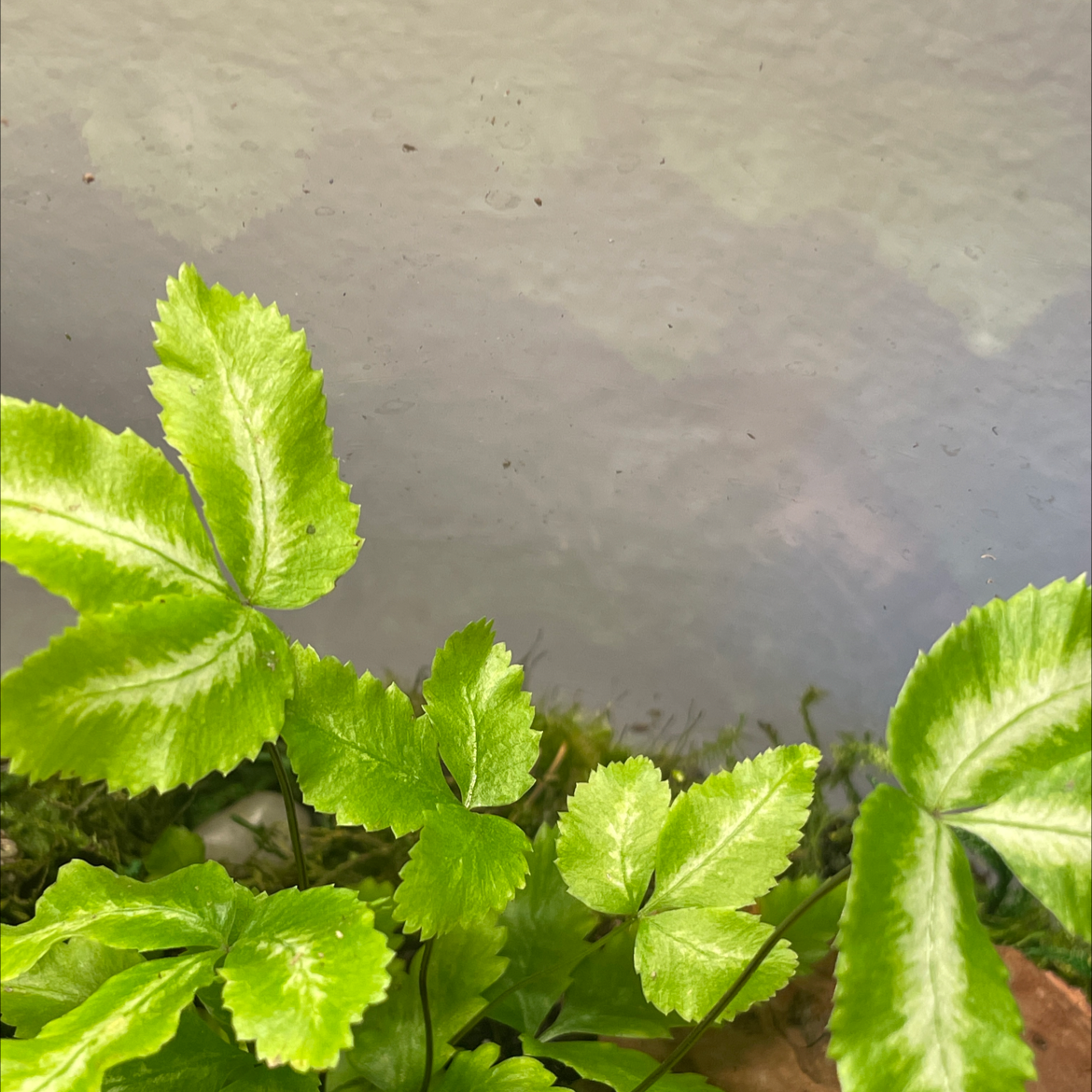 Image of a healthy Cretan Brake plant with bright green leaves.