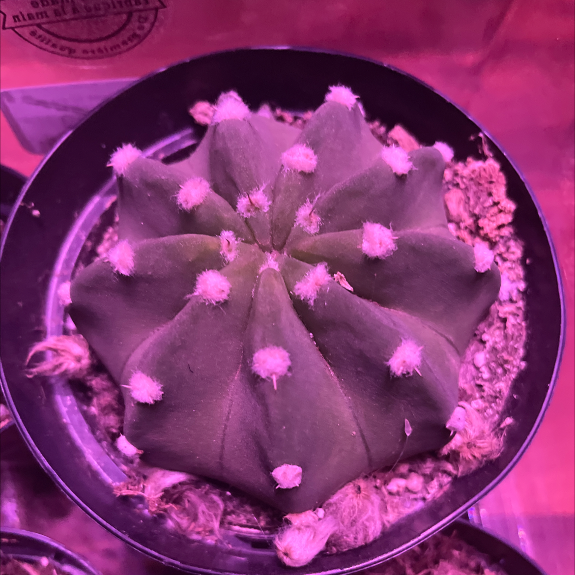 Sand Dollar Cactus in a pot with visible soil, well-framed and in focus.