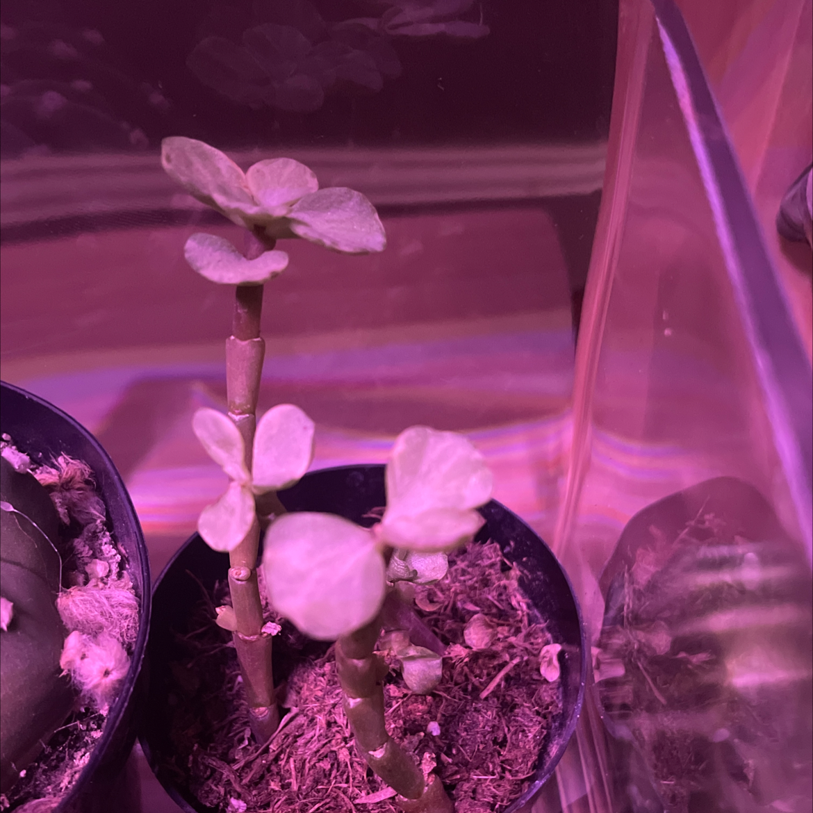 Potted Rainbow Elephant Bush under artificial lighting with healthy leaves.