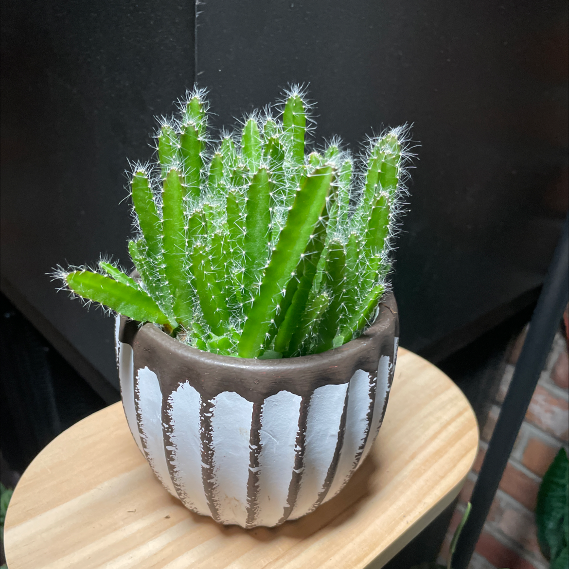 Potted Dragonfruit plant with long, green, spiky stems in a decorative pot.