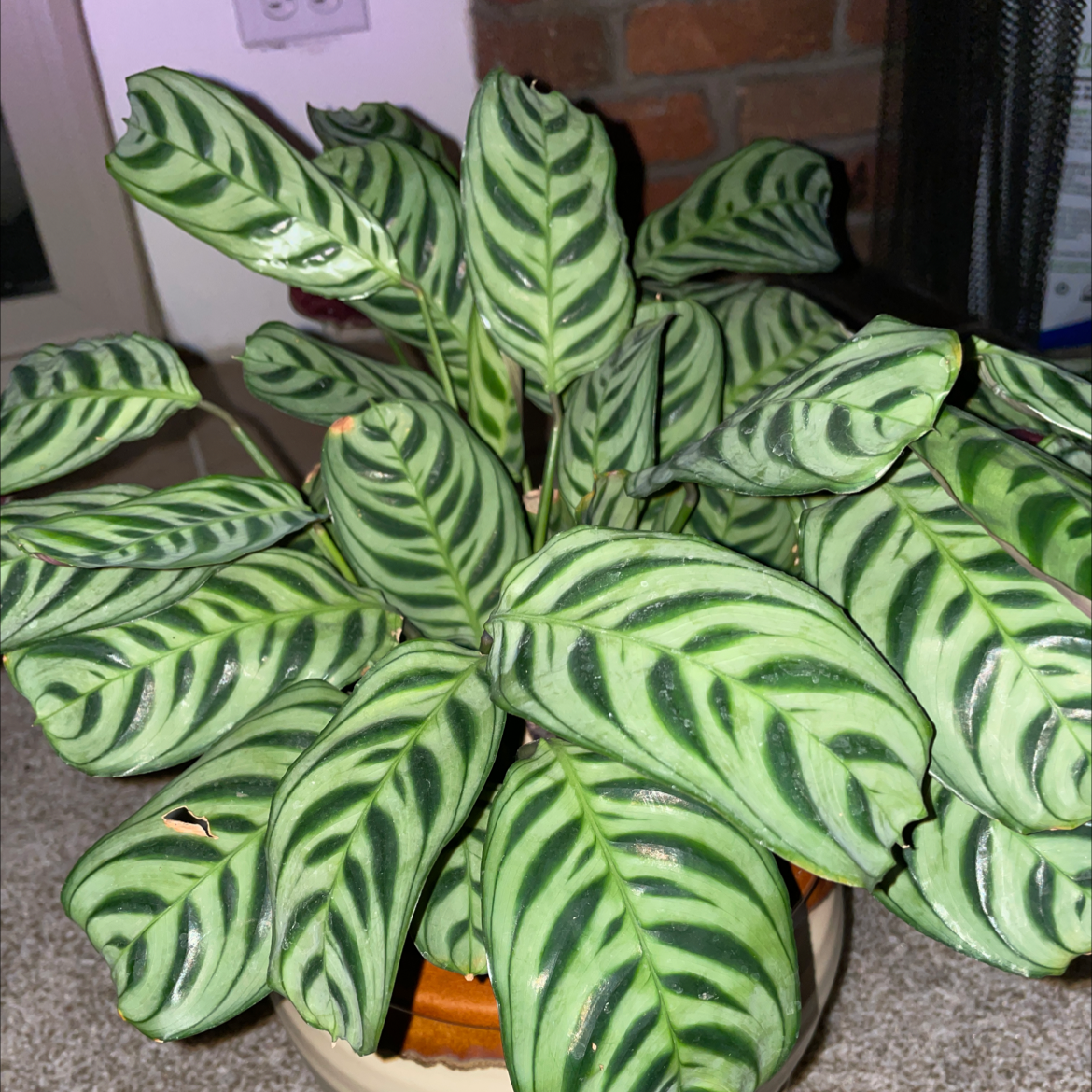 Healthy Fishbone Prayer Plant with lush green leaves featuring dark green fishbone striping patterns, in a terra cotta pot.