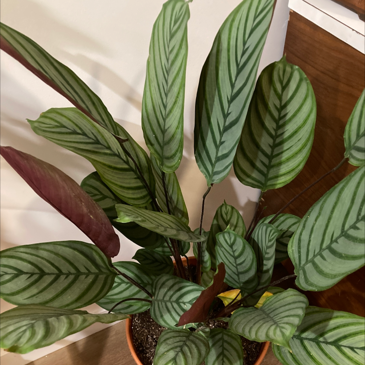 never never plant leaves curling