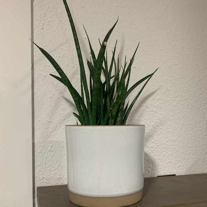 Photo of the plant species Sansevieria bacularis by @klmcconnon named Me me on Greg, the plant care app