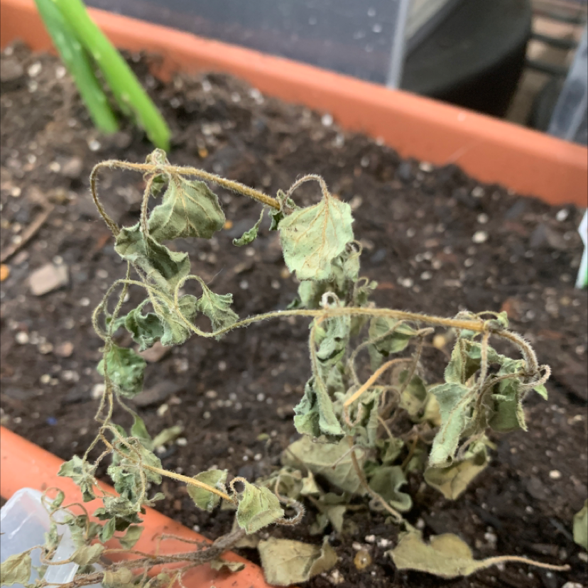 Photo of the plant species Greek Oregano by @FunnyWildrice named Your plant on Greg, the plant care app
