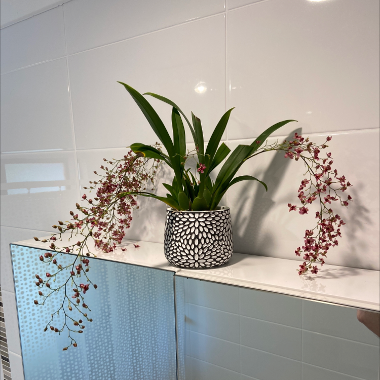 Dancing-Lady Orchid in a decorative pot with blooming flowers on a shelf.