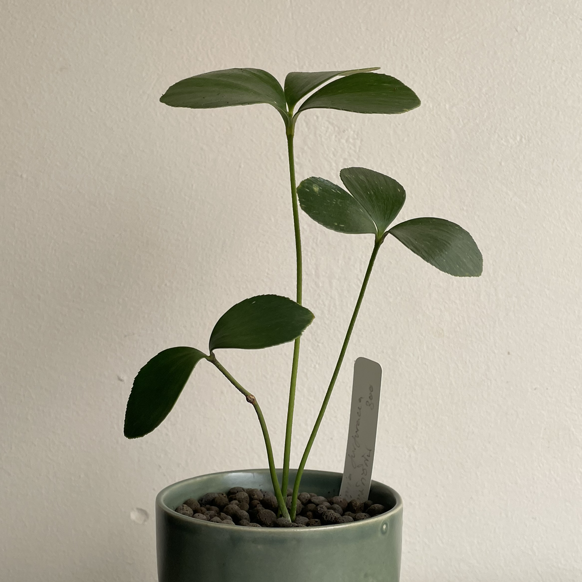 A healthy Cardboard Palm plant in a pot with well-draining soil.