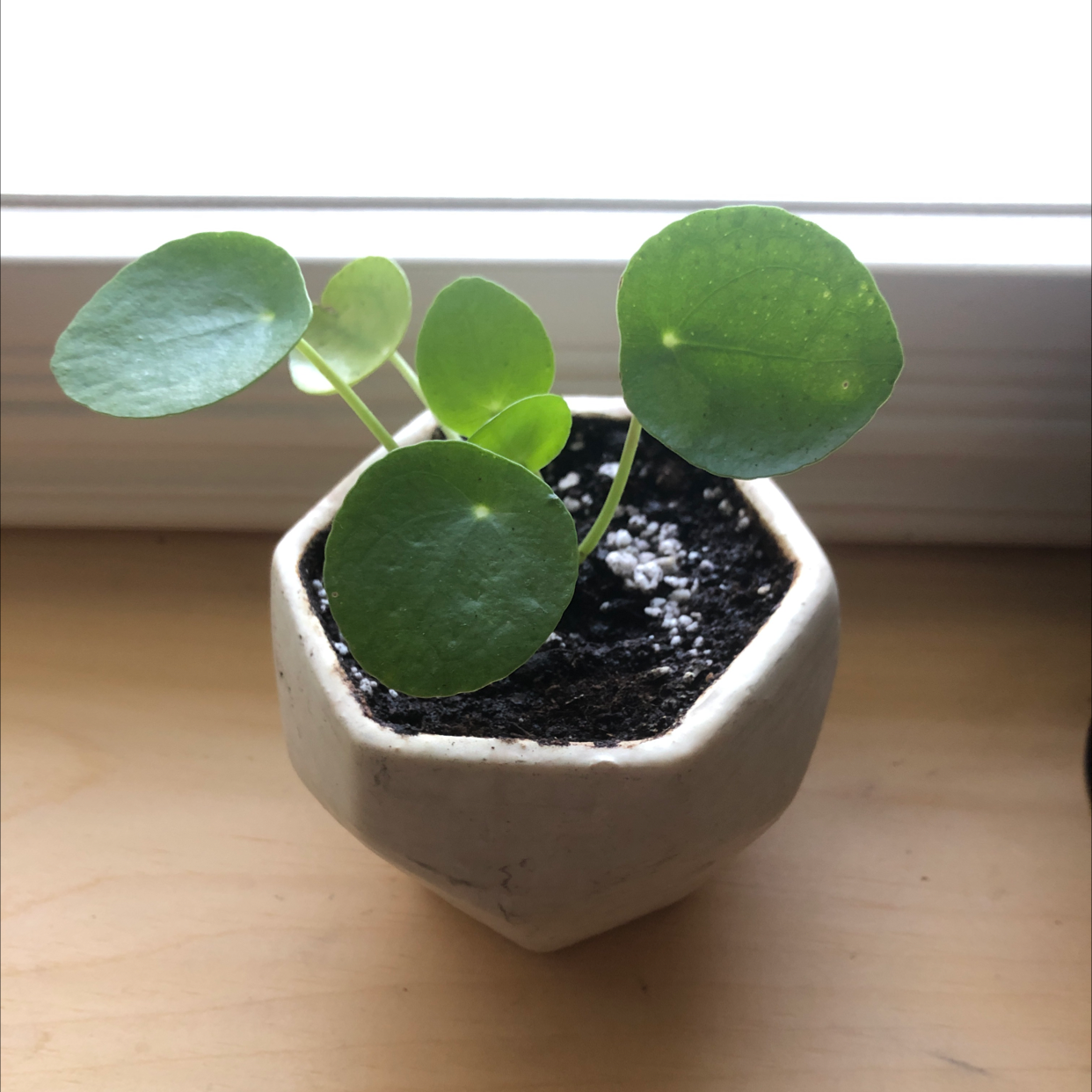 Chinese Money Plant plant photo by @mattp named Pollea on Greg, the plant care app.