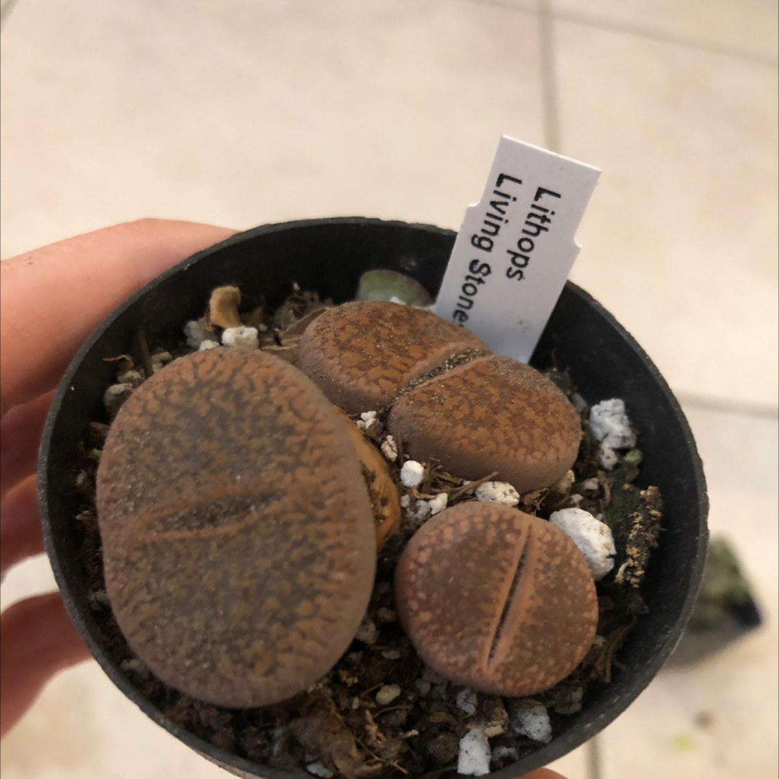 Photo of the plant species Living Stones by @UnharmedWeed named Butts on Greg, the plant care app