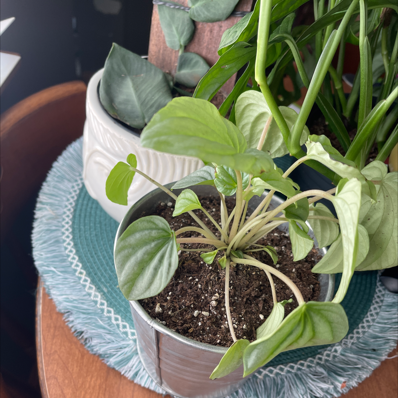 Potted Chinese Taro plant with large, healthy green leaves in dark soil, set on a blue and white patterned plate.