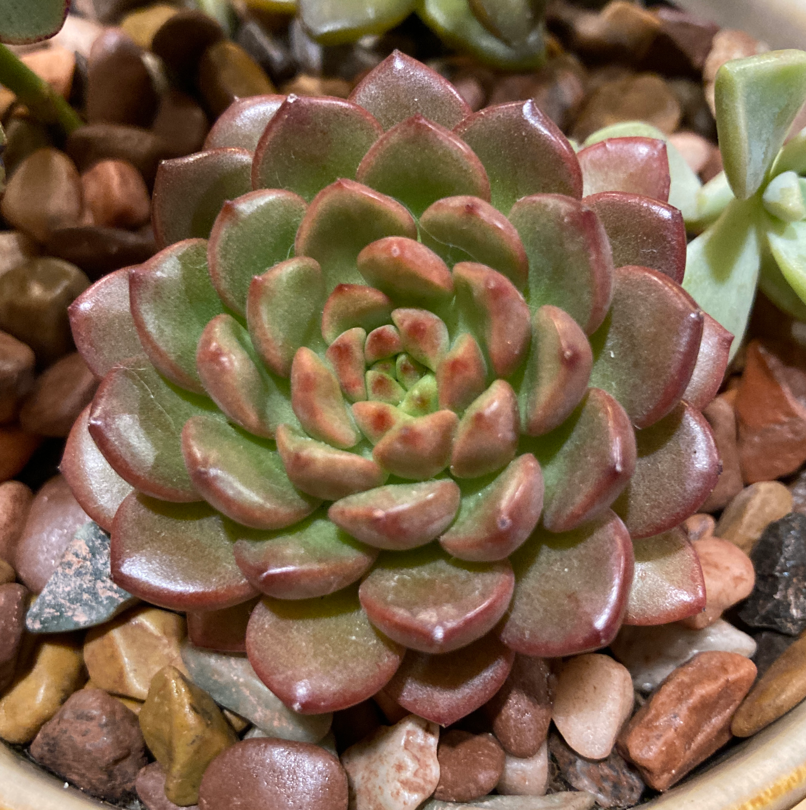 Photo of the plant species Graptoveria 'Pink Ruby' by @WhizCinchweed named Ivysaur on Greg, the plant care app