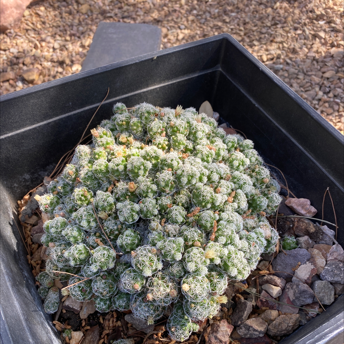 Cobweb Hens and Chicks plant in a black container with visible soil and no signs of disease.