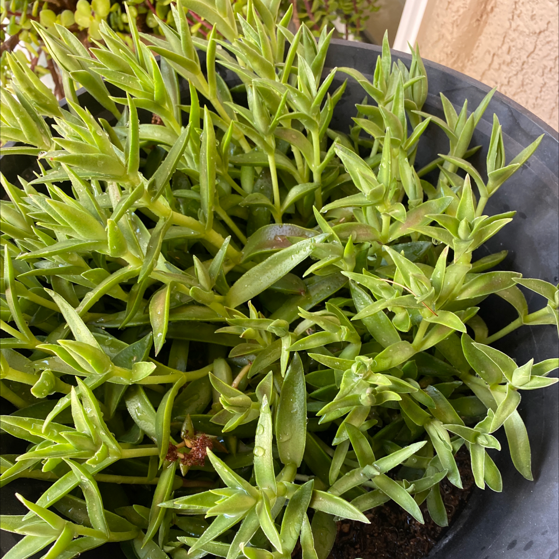 Healthy Red Pagoda plant with vibrant green leaves growing in a pot.