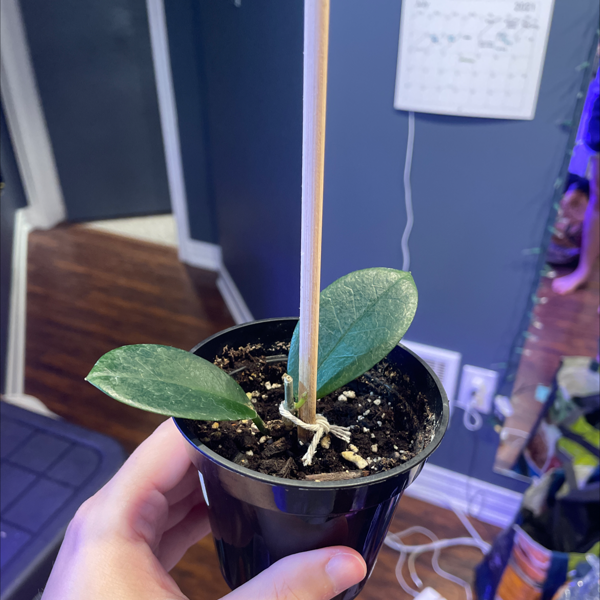 Hoya australis 'Bordvare' plant in a pot with visible soil, supported by a stick, held by a hand.