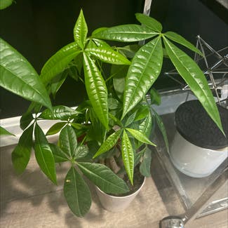 Money Tree plant in Pikesville, Maryland