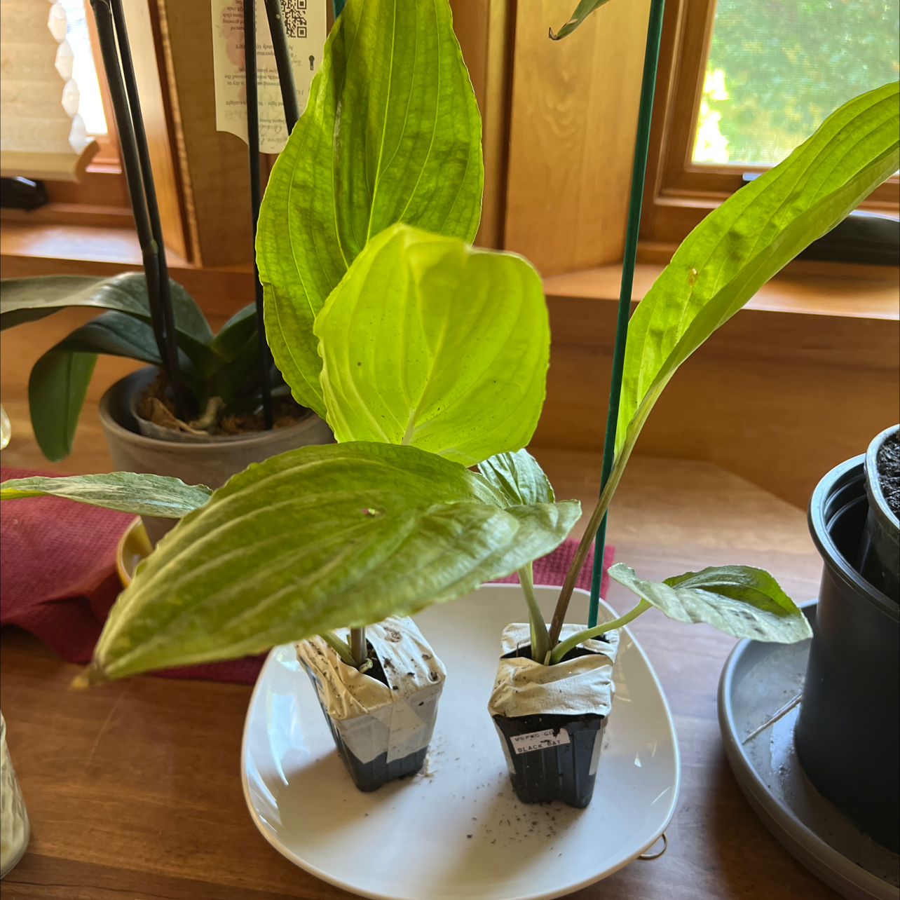 Two Broadleaf Plantain plants in small pots on a plate, indoors near a window.
