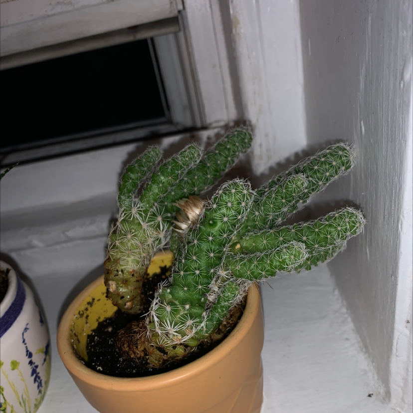 Potted Navajo Bridge Prickly Pear cactus on a windowsill with some browning.