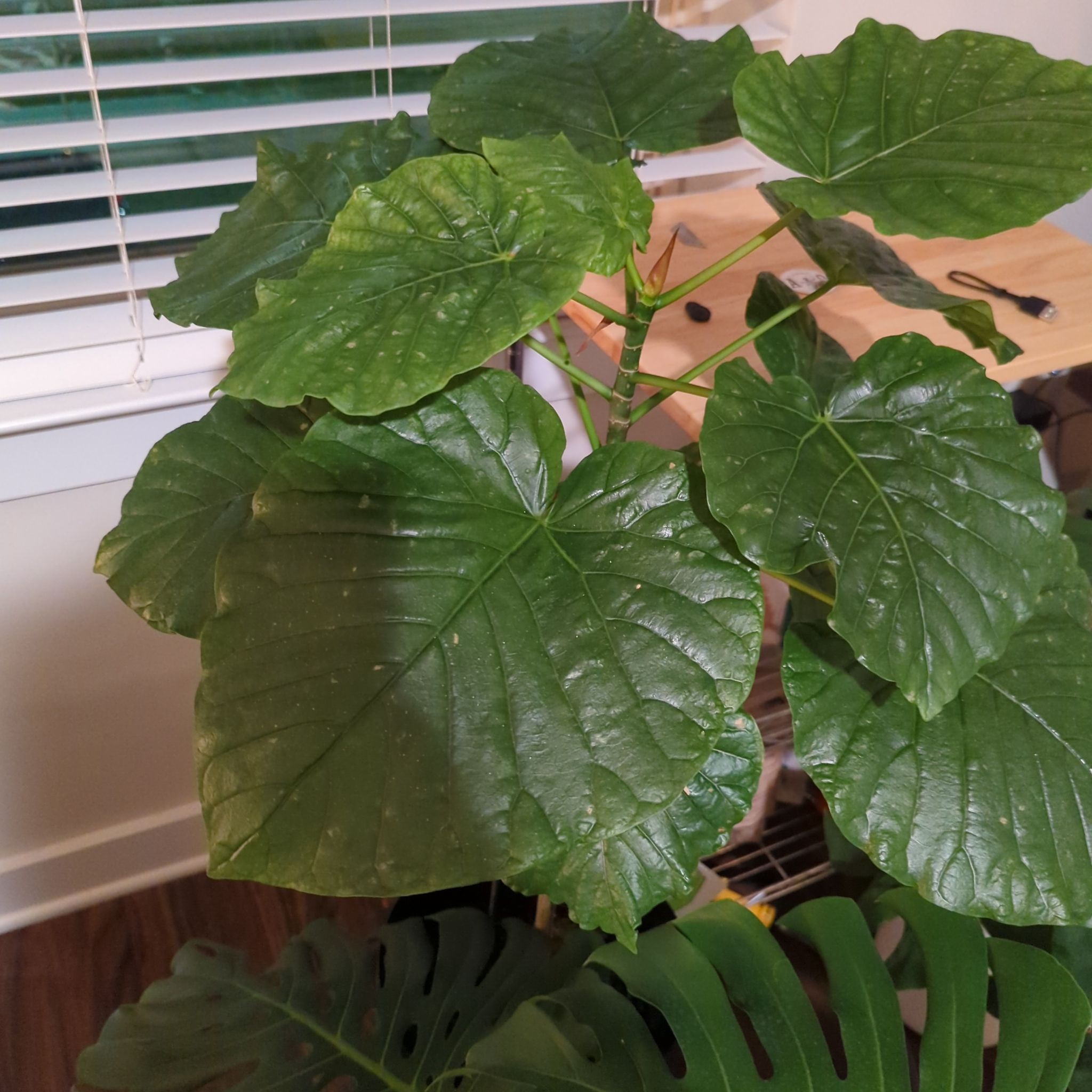 Ficus umbellata plant with large, healthy green leaves.