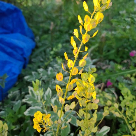 Photo of the plant species Field Pennycress by Superhedera named Garage Flower Bed on Greg, the plant care app