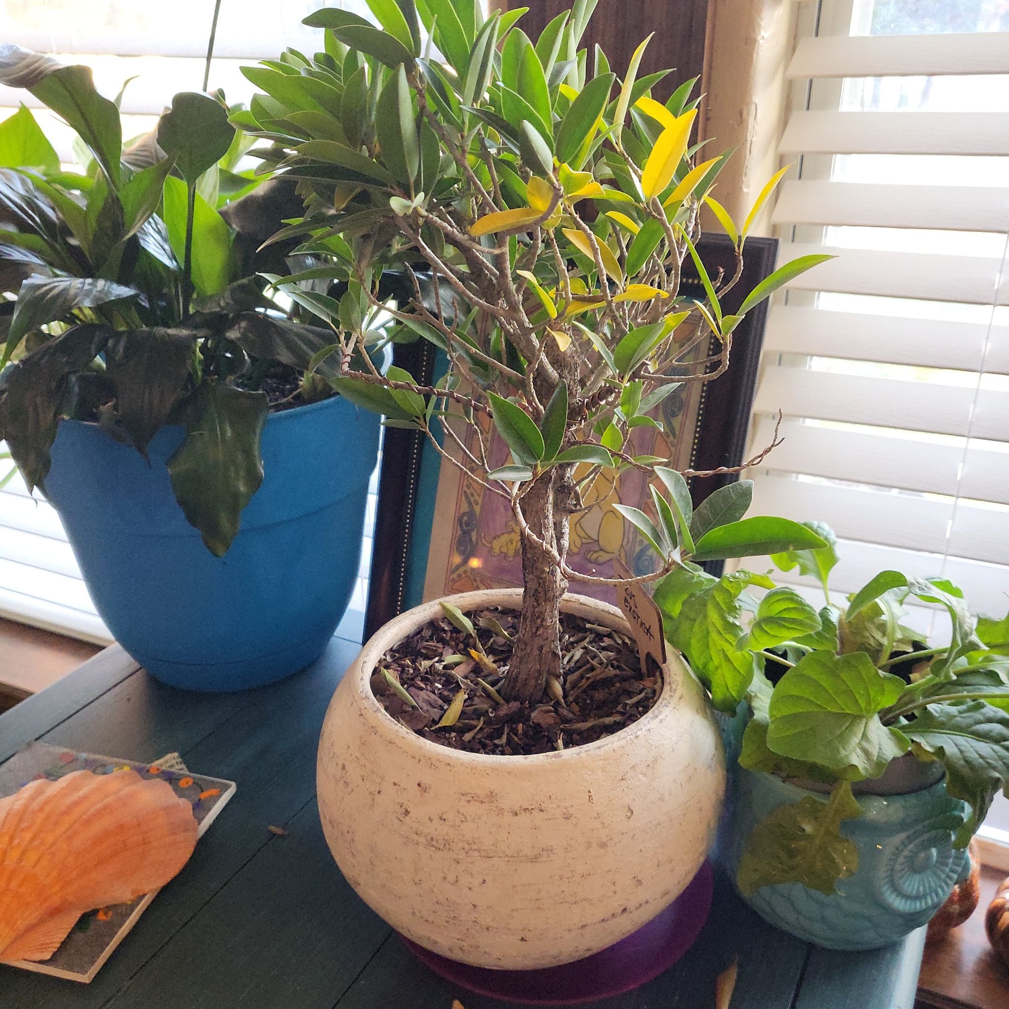Photo of the plant species Dwarf Weeping Fig by @SightlyMelittis named Ficus bonsai tree on Greg, the plant care app