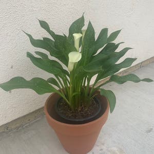 Calla Lily plant photo by @shxndeigh named butterfree on Greg, the plant care app.