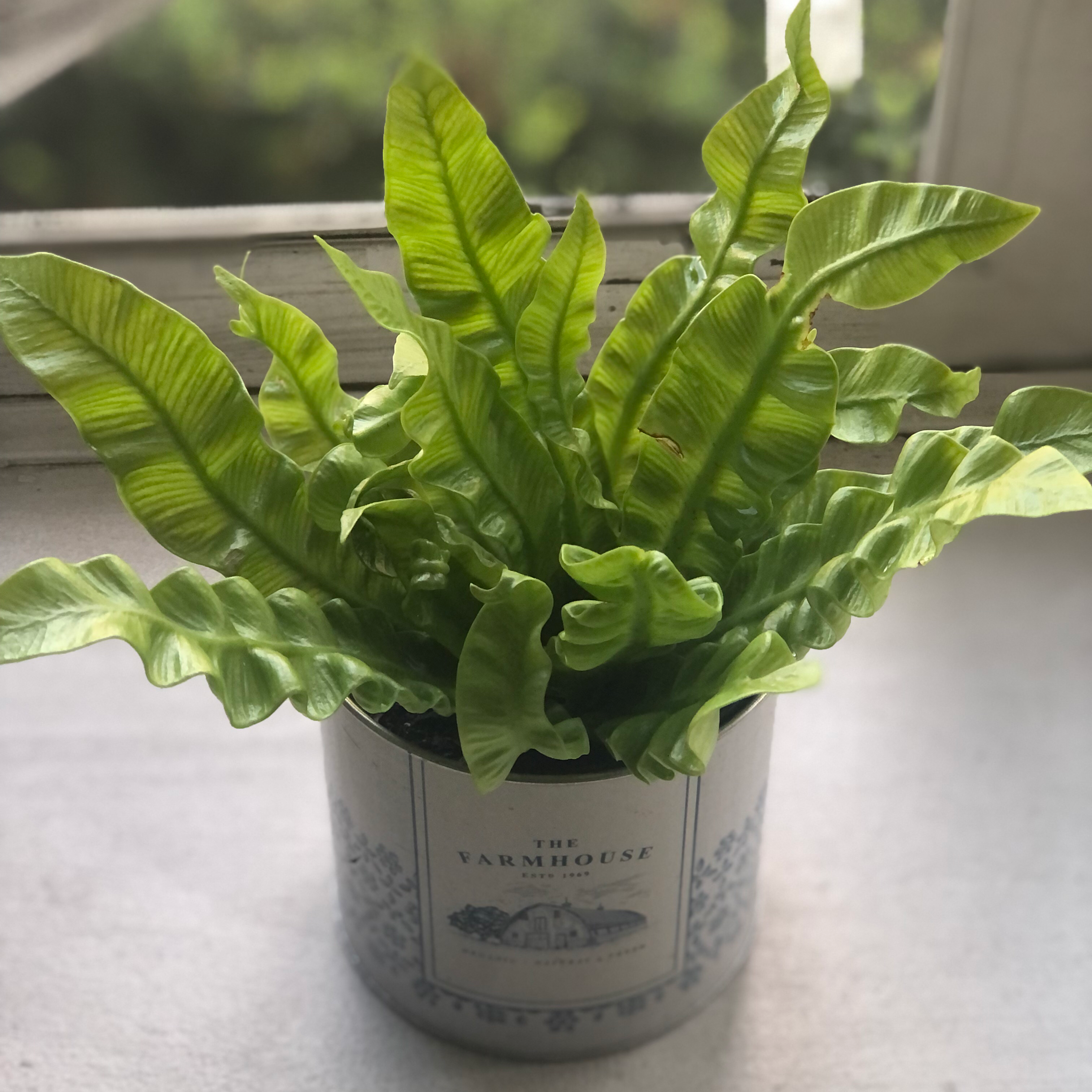 Photo of the plant species Hart's Tongue Fern by @NostromoeMoon named RaeRae on Greg, the plant care app