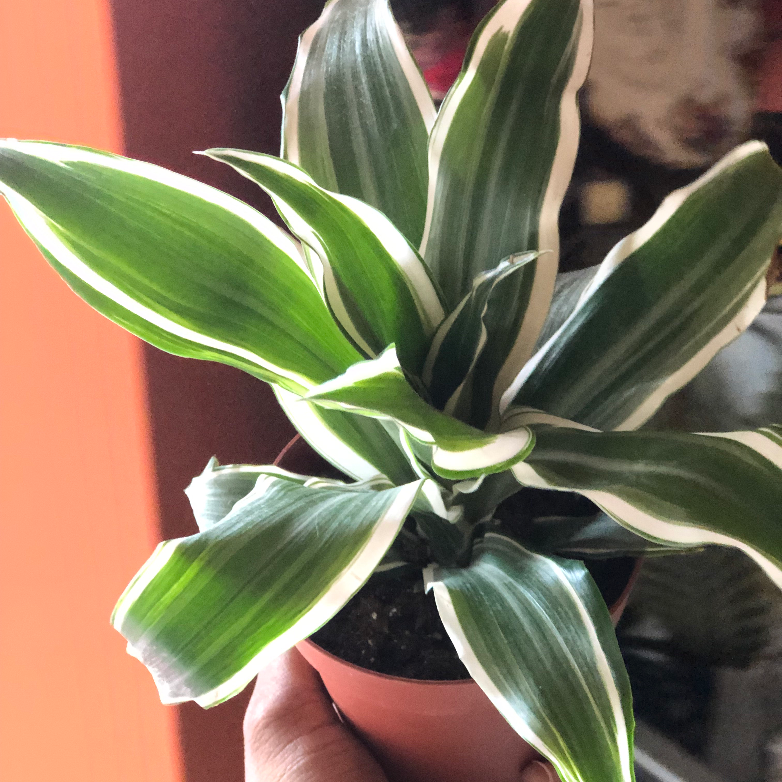 Healthy White Jewel Dracaena plant with vibrant green leaves and white edges.