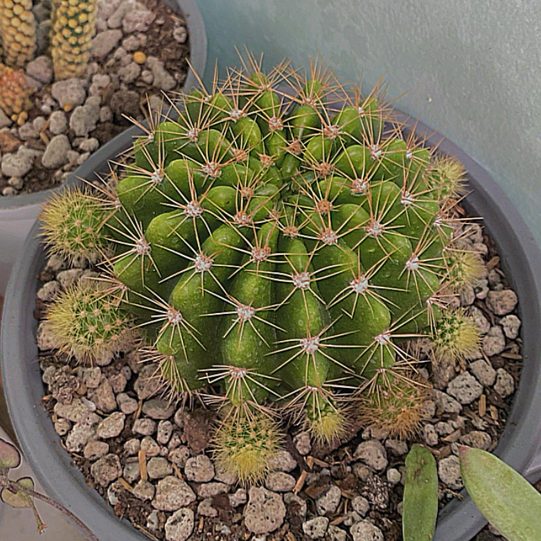 Photo of the plant species Cacto by @PlanTitaEngot named McKinley on Greg, the plant care app