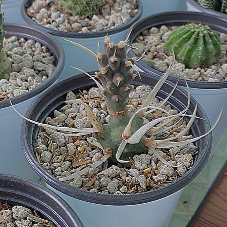 Paper Spine Cactus in a pot with well-draining soil, healthy with prominent spines.