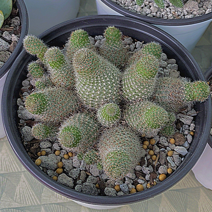 Potted Navajo Bridge Prickly Pear cactus with visible soil and healthy green stems.
