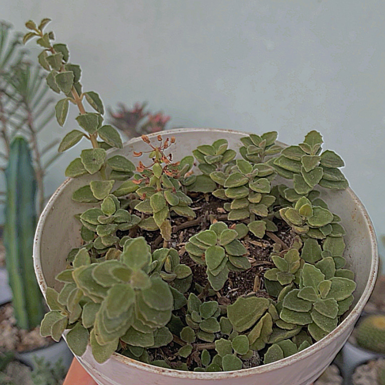 Photo of the plant species Succulent Swedish Ivy by @PlanTitaEngot named Shakira on Greg, the plant care app