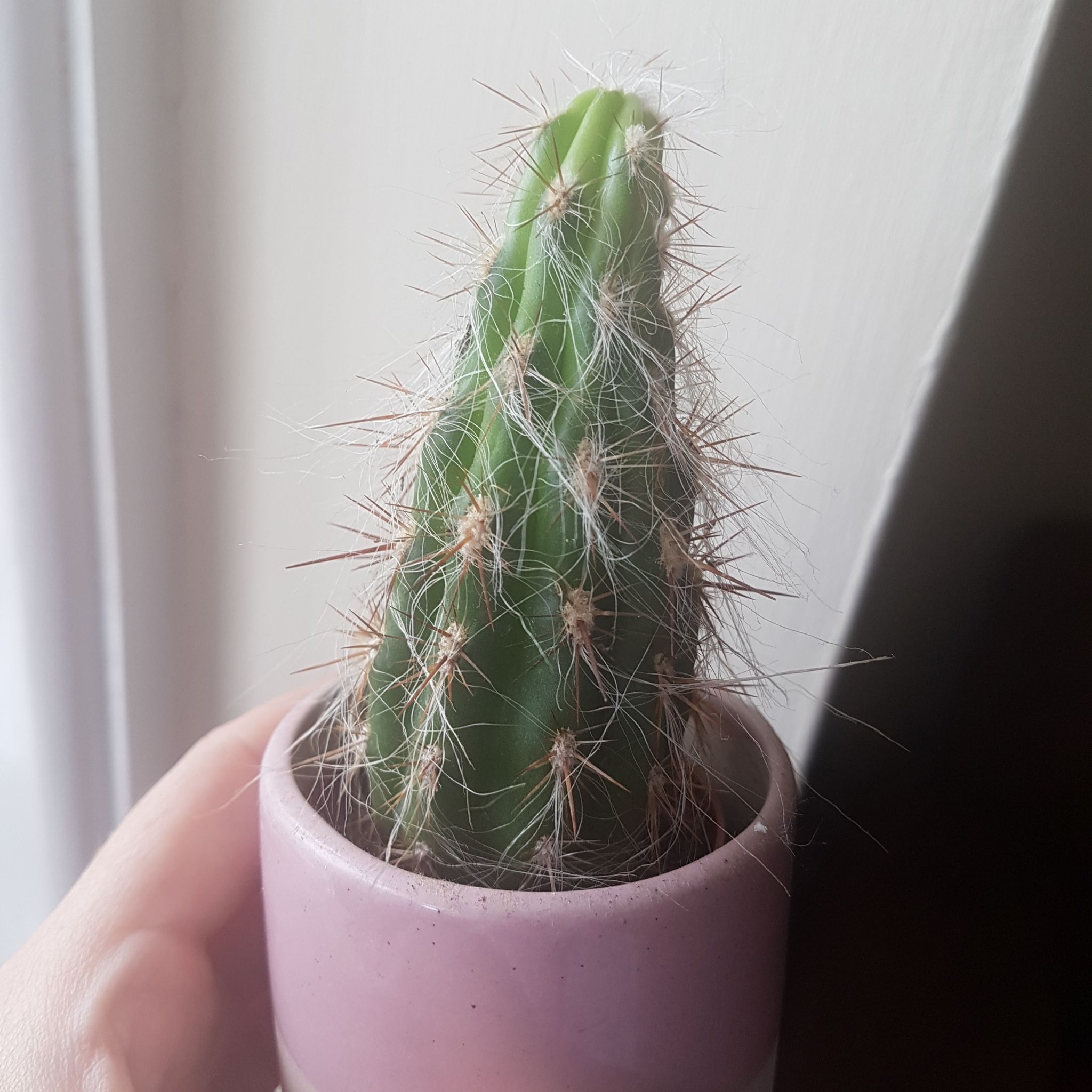 A young Old Man of the Andes cactus in a small pot, held by a hand.